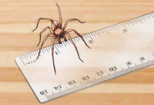 Hobo Spider matmenys