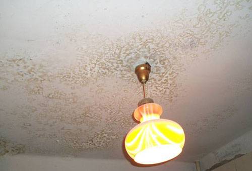 Pelėsiai ant lubų balinimo