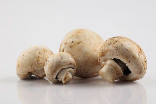 Champignon 