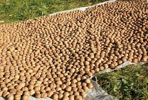 džiovinant graikinius riešutus ant brezento
