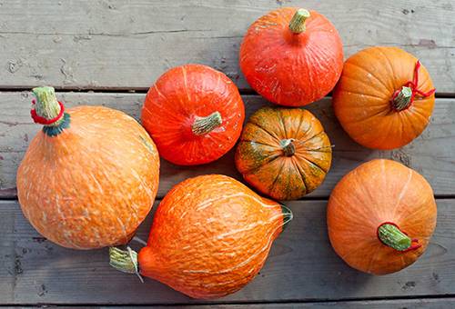 Cucurbita moliūgų veislė