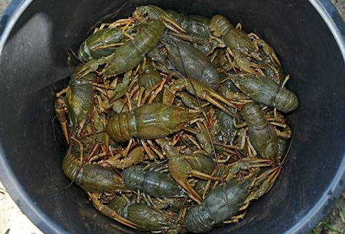 Vėžių laikymas sausomis sąlygomis
