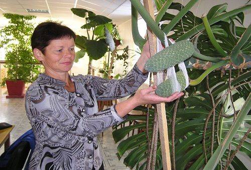 monstera šiltnamyje