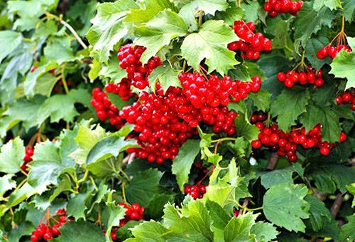 Viburnum krūmas