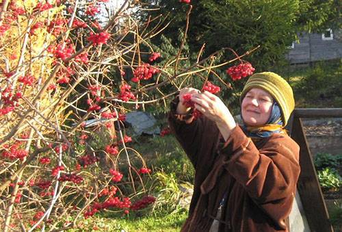 Viburnum kolekcija