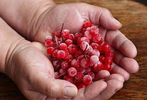 Šaldytas viburnum