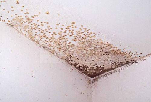 Pelėsis ant lubų