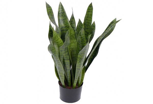 Sansivieria puode