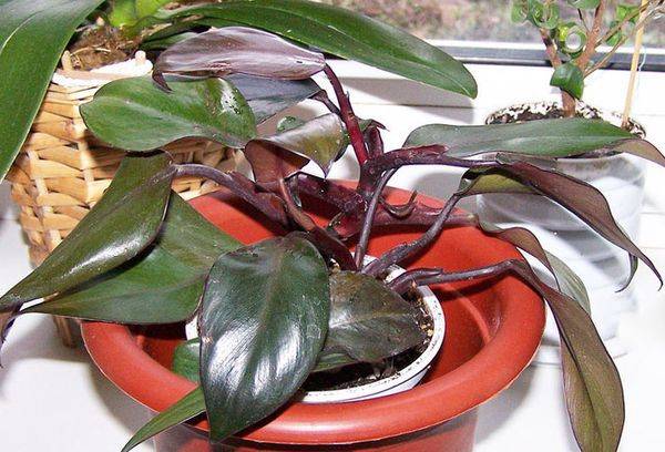Filodendras parausta