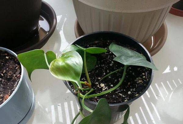 Filodendro plitimas