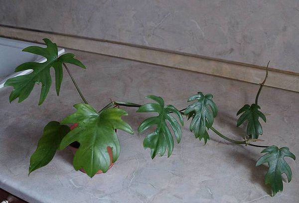 Filodendras radiata