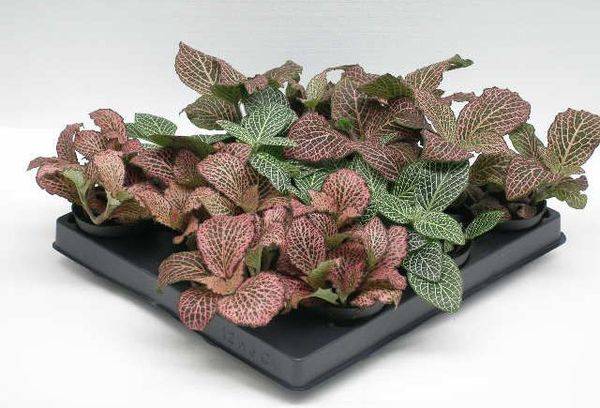 Fittonia mišinys