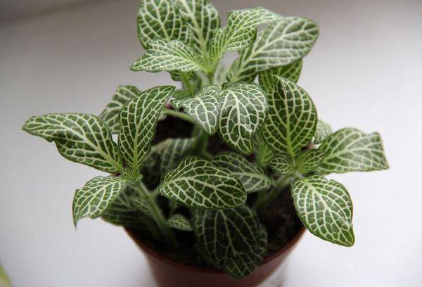 Fittonia sidabrinė juostelė