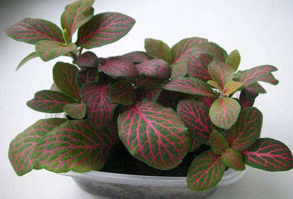 Fittonia Verschaffelta