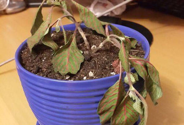 Fittonia nyksta
