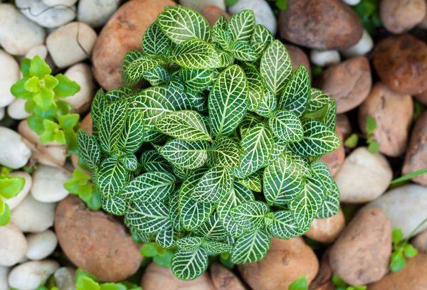 Fittonia sidabrinė juostelė