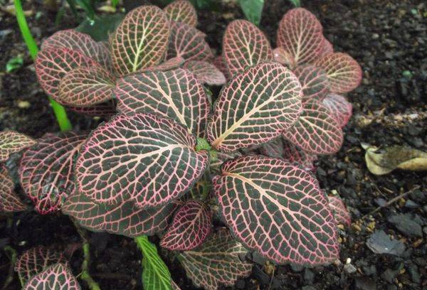 Fittonia Verschaffelta 