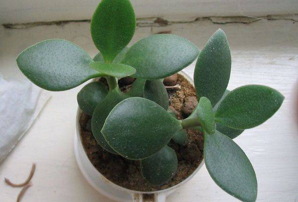 Maitina Crassula