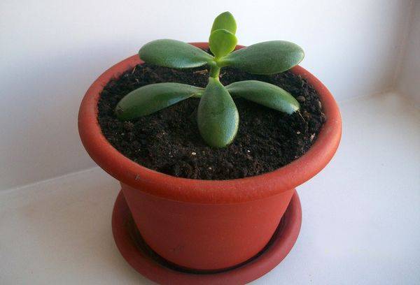 Crassula daigai vazonėlyje