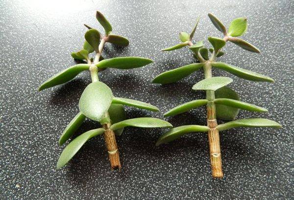 Crassula auginiai
