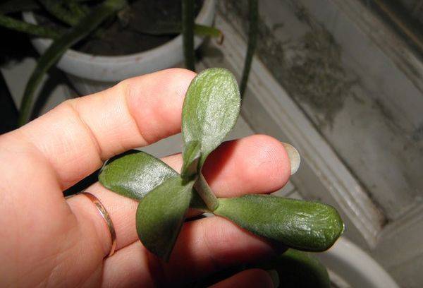 Crassula lapai nuvysta