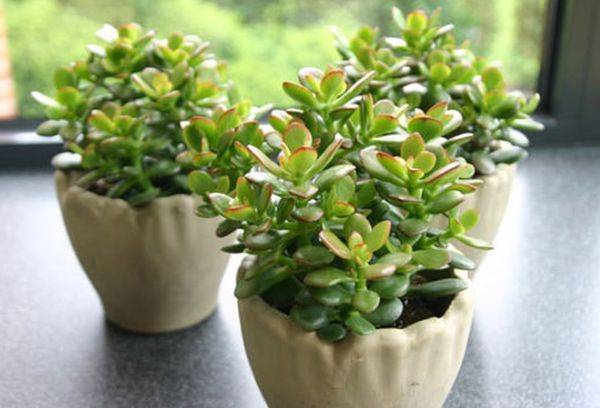 Mažoji Crassula