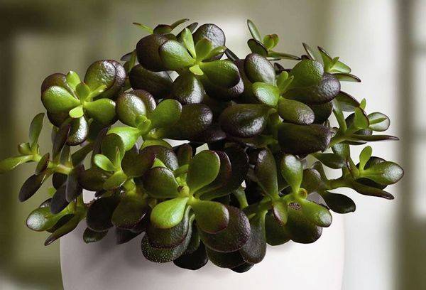 Crassula medis ovalus arba Ovata