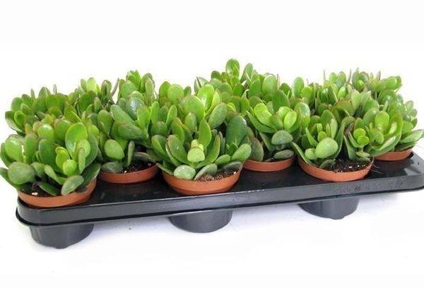 Crassula mišinys