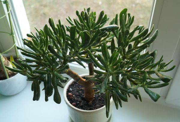 Hobitas Crassula