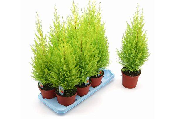 Cupressus Goldcrest hibridas.