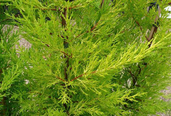 Cupressus hibridas 