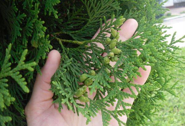 Kambarinis kiparisas