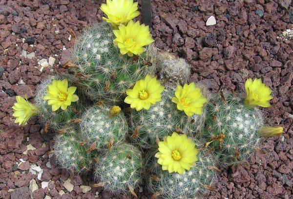 Mammillaria Bouma