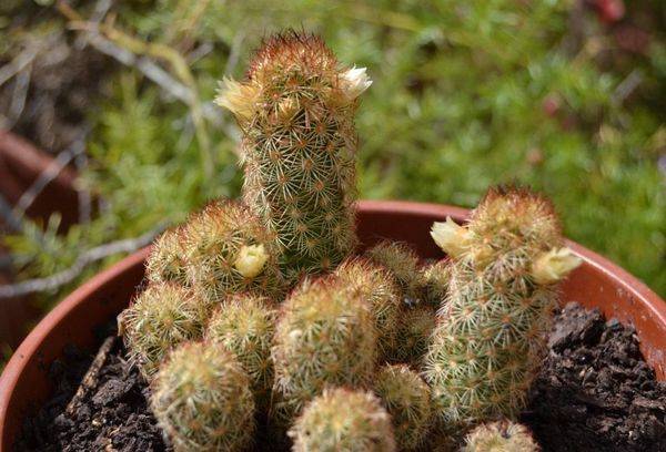 Mammillaria elongata