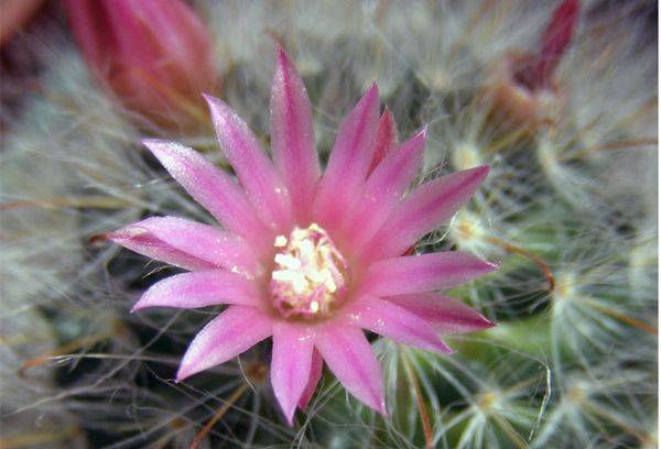 Mammillaria bokasana nuotrauka