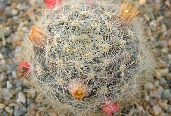 Mammillaria prolifera