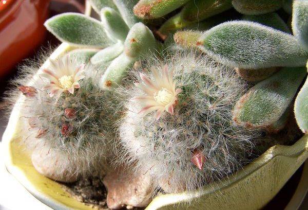 Mammillaria ligos 