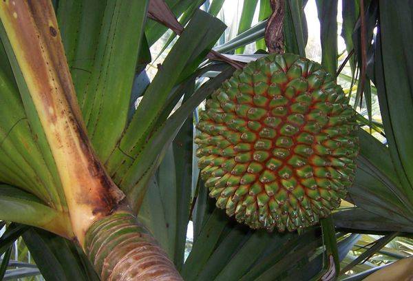 Pandanus Naudinga