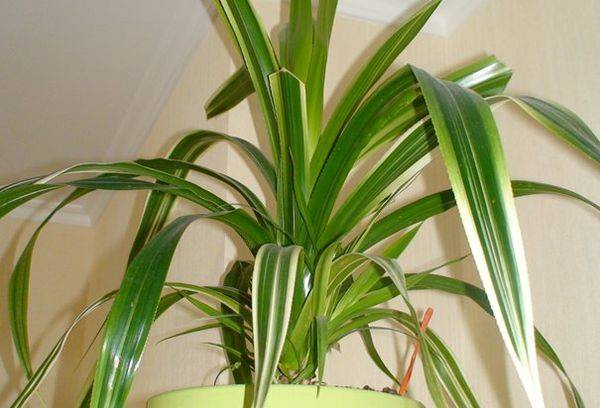 Veitch's Pandanus