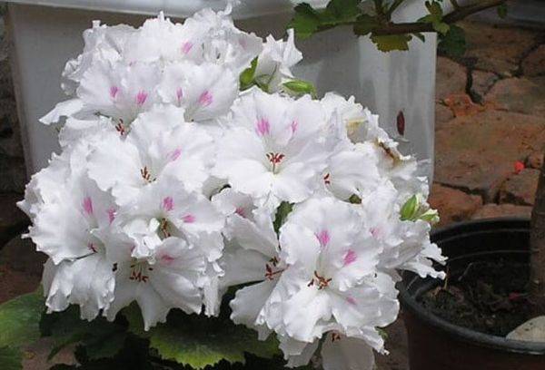 Pelargoniumas Mona Liza
