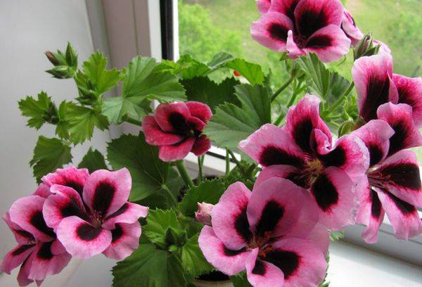 Pelargoniumas ant palangės