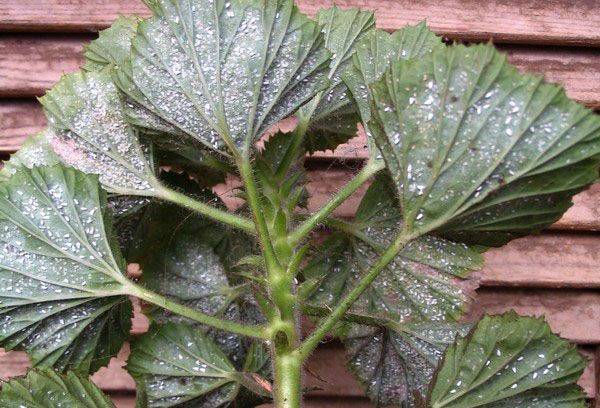 Sergantis pelargoniumas