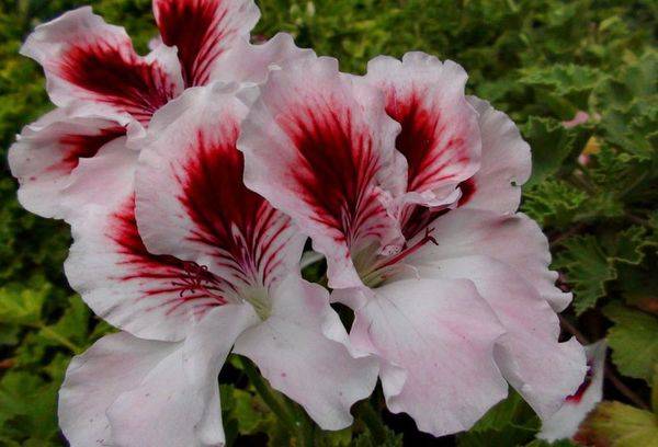Pelargonija Nellie