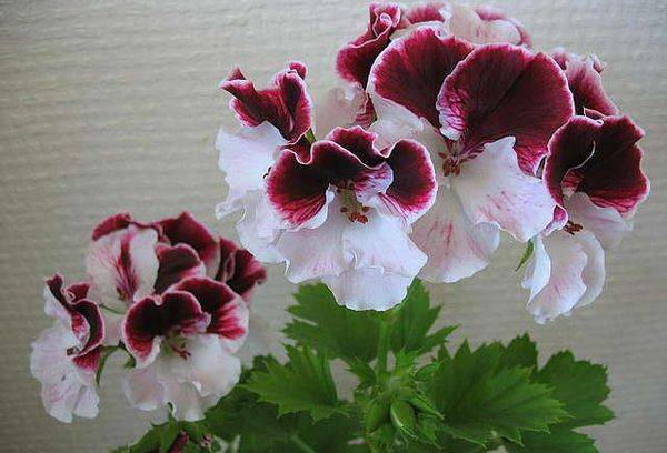 Pelargonija Sally Munro