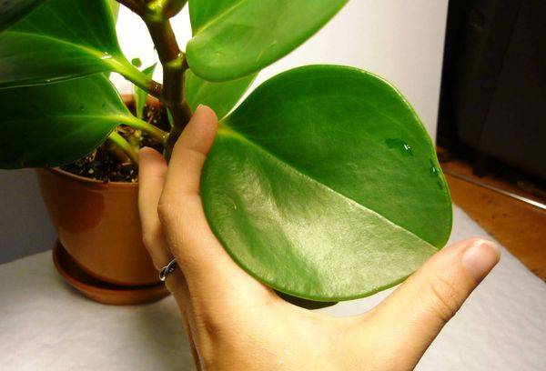 Peperomijos lapas