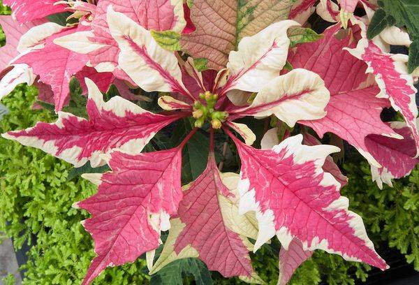 Poinsettia Braškės ir grietinėlė