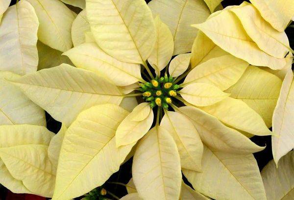 Poinsettia veislė Cortez White 