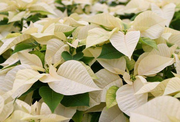 Poinsettia balta