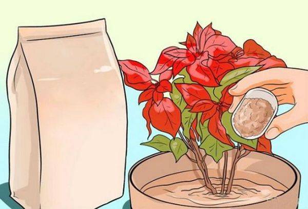 Poinsettia maitinimas
