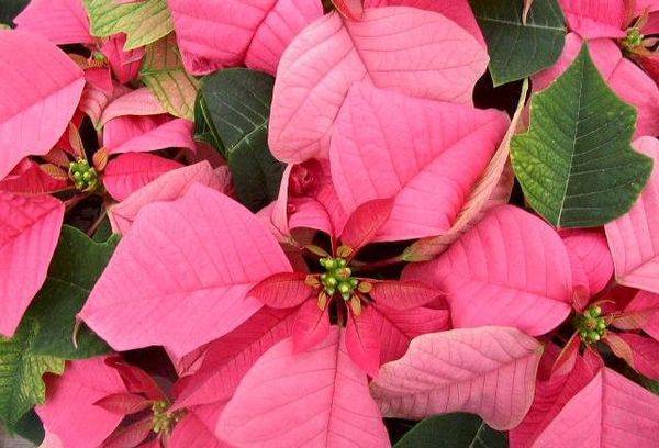 Poinsettia veislė Carousel Pink